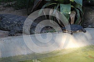 Broad-snouted caiman with turtles photography (Caiman latirostris) photo