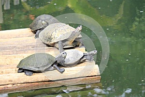 South American river turtle (Podocnemis expansa), Tartaruga-da-amazônia, araú, jurará-açu e tartaruga-do-Amazonas