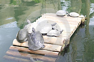 South American river turtle (Podocnemis expansa), Tartaruga-da-amazônia, araú, jurará-açu e tartaruga-do-Amazonas