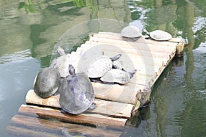 South American river turtle (Podocnemis expansa), Tartaruga-da-amazônia, araú, jurará-açu e tartaruga-do-Amazonas