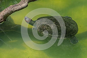 South American River Turtle - Swimming