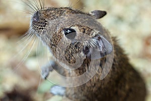 South American rodent Octodon degus