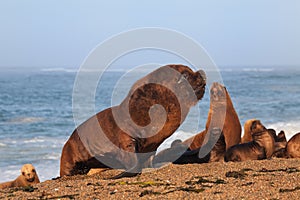 South American sea lion photo