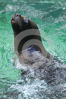 South american sea lion