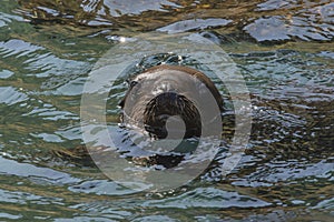 South American Sea Lion