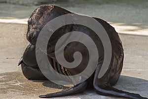 South American Sea Lion