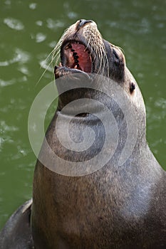 South American Sea lion