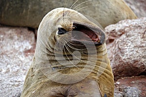 South American Sea Lion