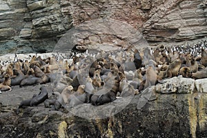 South american sea lion colony