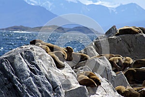 South American sea lion colony near Ushuaia, Argentina