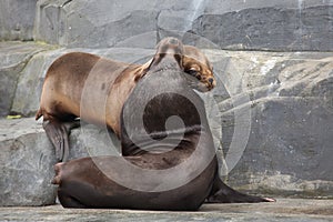 South American sea lion (Otaria flavescens).