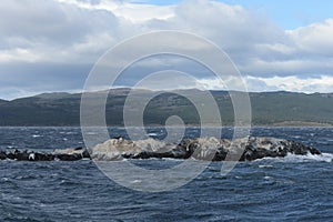 South American sea lion, Otaria flavescens, breeding colony and haulout on small islets just outside Ushuaia.