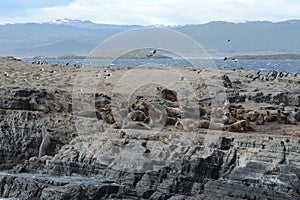 South American sea lion, Otaria flavescens, breeding colony and haulout on small islets just outside Ushuaia.