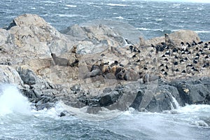 South American sea lion, Otaria flavescens, breeding colony and haulout on small islets just outside Ushuaia.