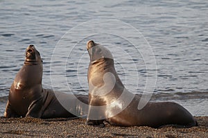 South American  Sea Lion Otaria flavescens Female,.Peninsula Valdes ,Chubut