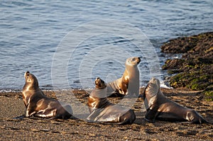 South American  Sea Lion Otaria flavescens Female,.Peninsula Valdes ,Chubut,Patagonia,