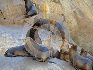 South American sea lion Otaria flavescens colony in Southern Chile