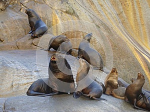 South American sea lion Otaria flavescens colony in Southern Chile