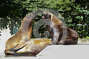 The South American sea lion, Otaria flavescens in the zoo