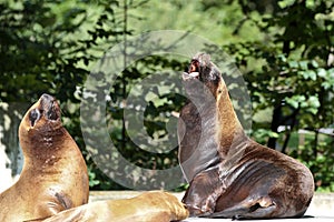 The South American sea lion, Otaria flavescens in the zoo