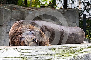 The South American sea lion, Otaria flavescens in the zoo