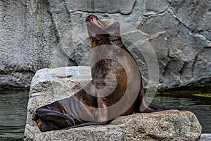 The South American sea lion, Otaria flavescens in the zoo