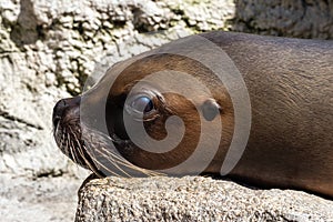 The South American sea lion, Otaria flavescens in the zoo