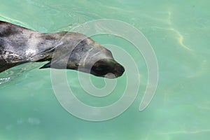 South American sea lion