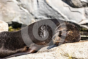 The South American sea lion, Otaria flavescens in the zoo photo