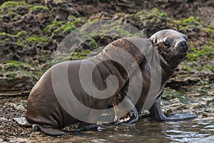 SOUTH AMERICAN SEA LION photo