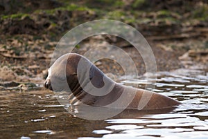 SOUTH AMERICAN SEA LION photo