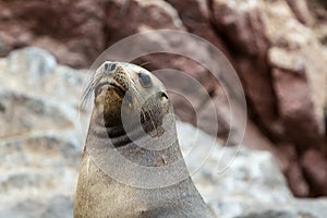 South American Sea lion relaxing on the rocks of the Ballestas Islands in the Paracas National park. Peru.