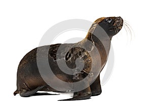 South American sea lion, seal, Otaria byronia, isolated on white