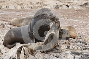 South American Sea Lions