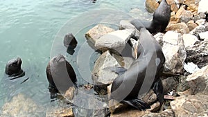 South American Sea Lions