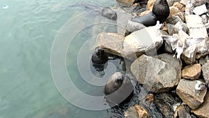 South American Sea Lions