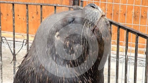 South American Sea Lions