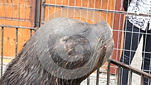 South American Sea Lions