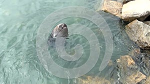 South American Sea Lions