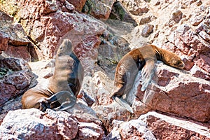 South American sea lions at the Ballestas Islands in Peru