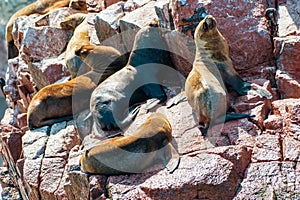 South American sea lions at the Ballestas Islands in Peru