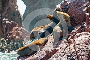 South American sea lions at the Ballestas Islands in Peru