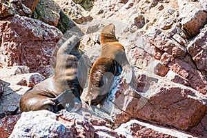 South American sea lions at the Ballestas Islands in Peru