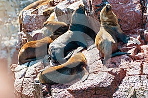 South American sea lions at the Ballestas Islands in Peru