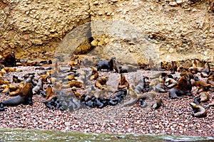 South American sea lions Otaria flavescens colony on the beach at the Ballestas Islands in Paracas national park, Peru