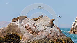 South American sea lions Otaria flavescens