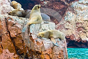 South American Sea lions relaxing on rocks of Ballestas Islands in Paracas National park,Peru.