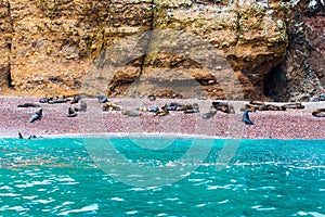 South American Sea lions relaxing on rocks of Ballestas Islands in Paracas National park,Peru.