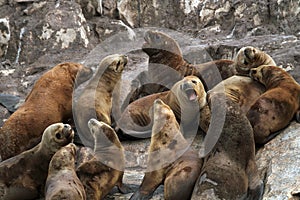 South American sea lions, Tierra del Fuego photo
