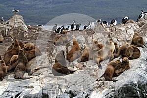 South American sea lions, Tierra del Fuego photo